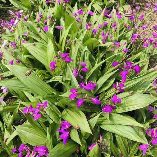 泸西县紫花白芨苗