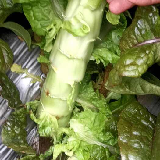 香格里拉香格里拉高原莴笋大量上市中质量优选大量走车