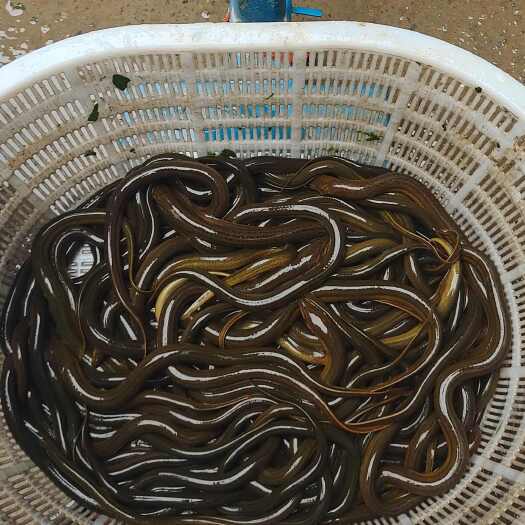 通许县黄鳝