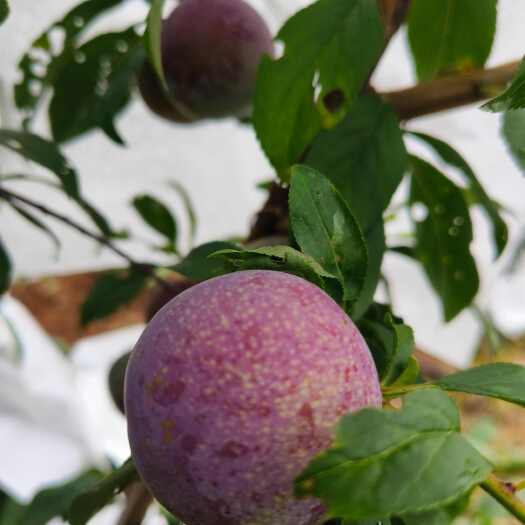 蜜饯李