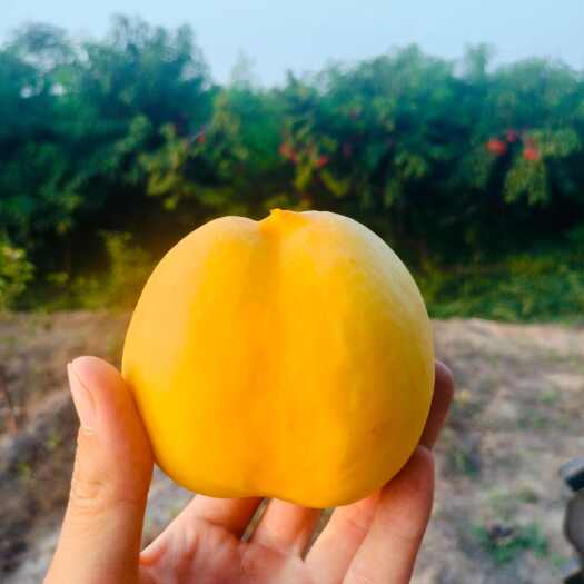 夏县油桃