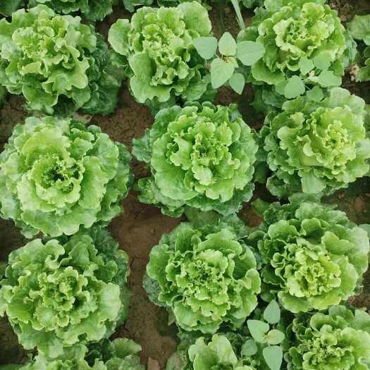 荥阳市意大利生菜基地直销散叶生菜鲜脆爽口