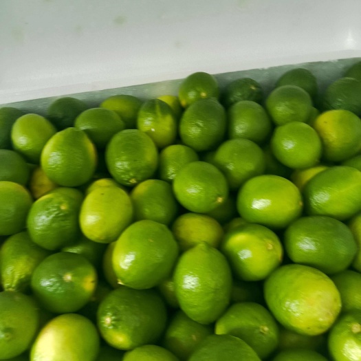 河口县塔西提无籽柠檬