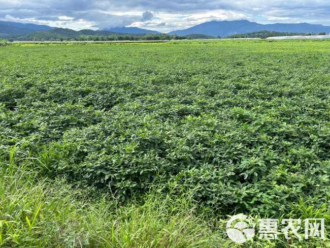 湿花生七彩花生2024新货七彩花生带壳花花生牛奶花生非黑花生