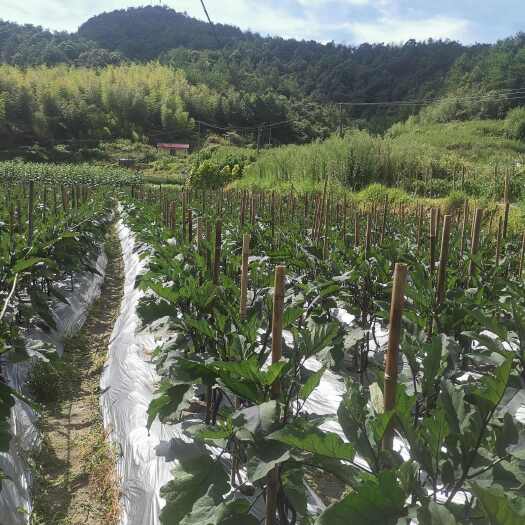 连城县线茄