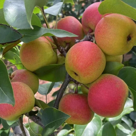 云南红梨
