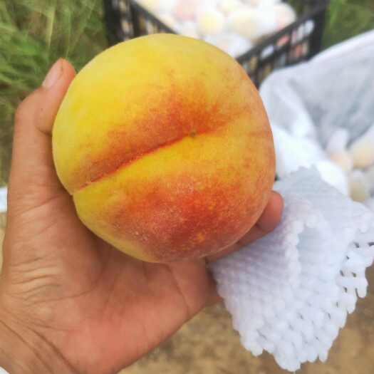  黄桃