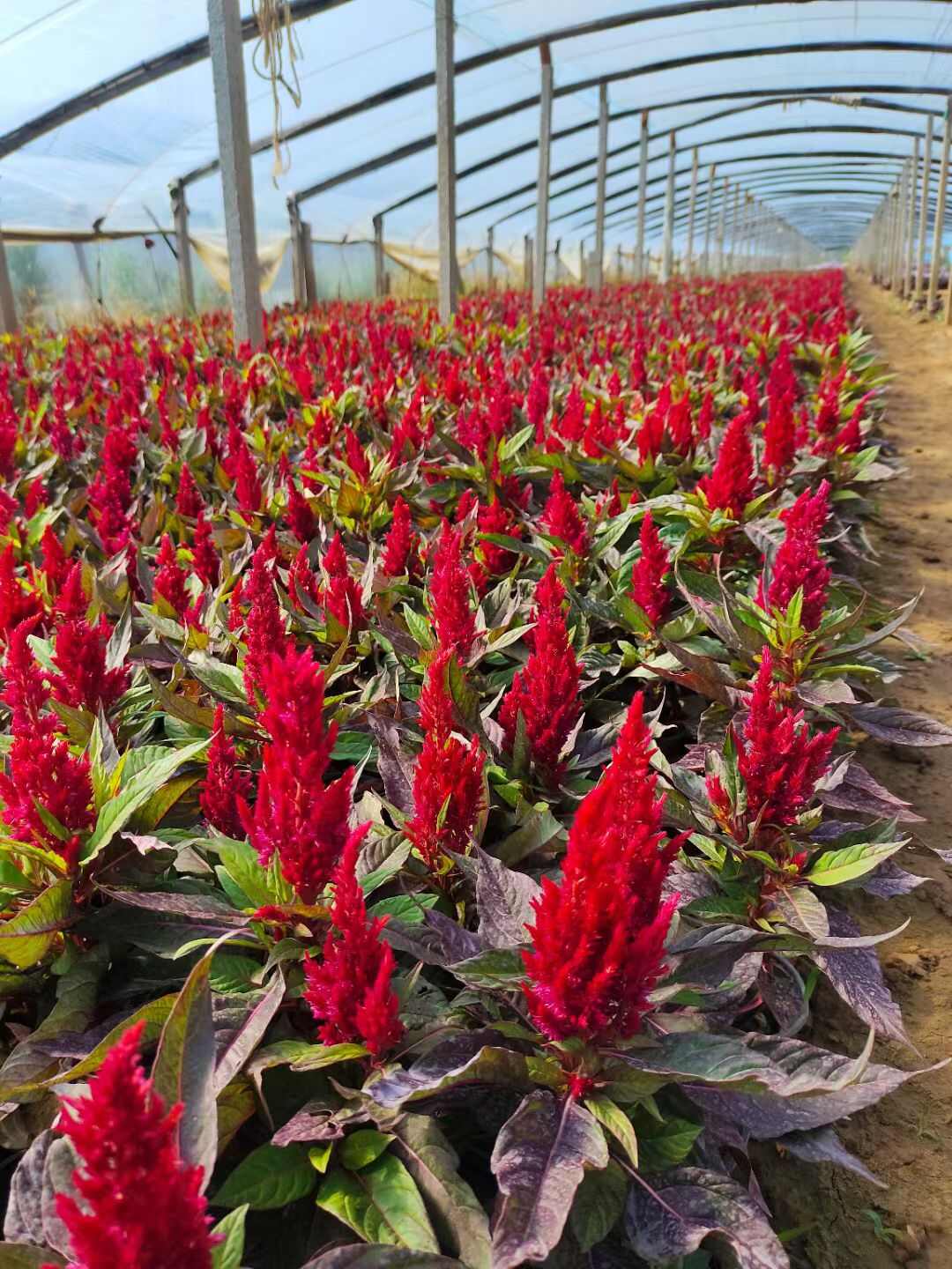 草花 时令草花种植基地