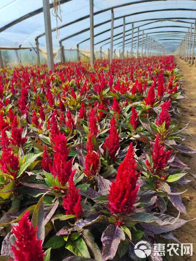 草花 时令草花种植基地