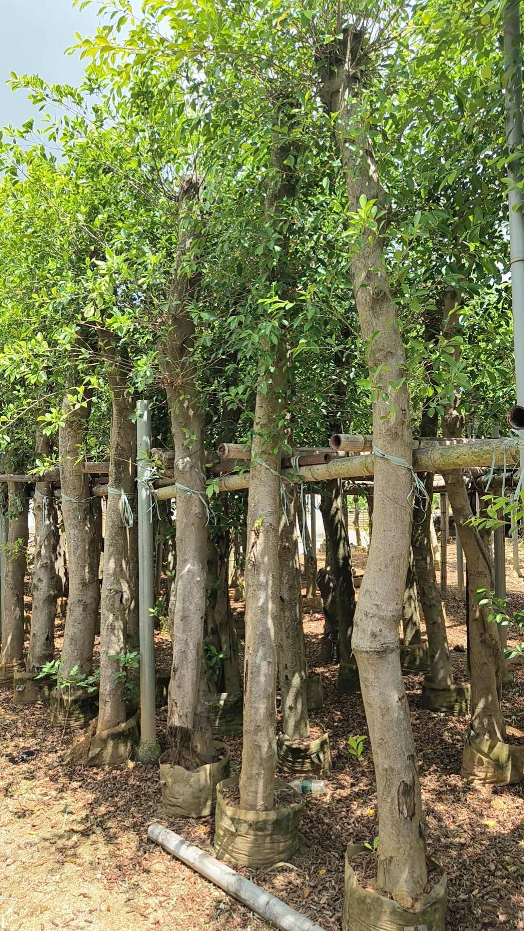 小叶榕榕树