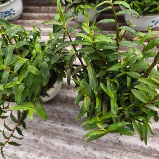 铁皮石斛盆栽带原盆发盆铁皮石斛苗