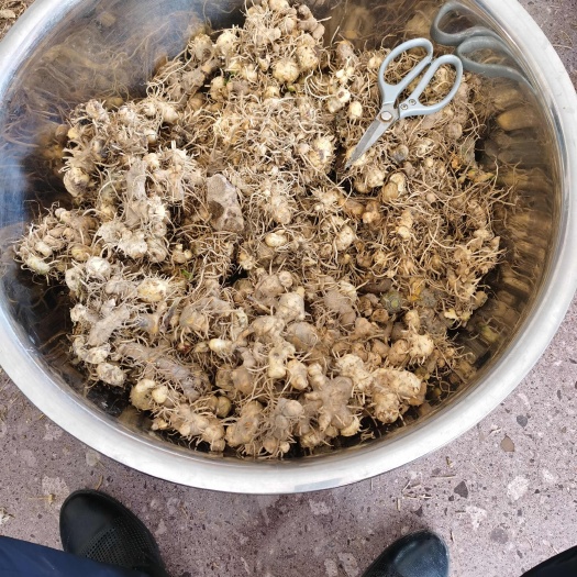 泰顺县黄精