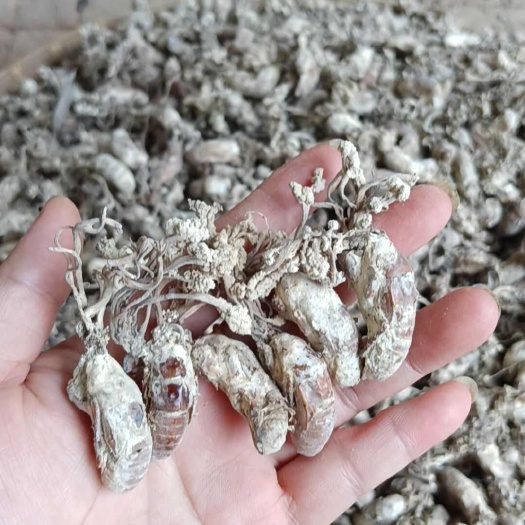 博罗县金蝉花批发