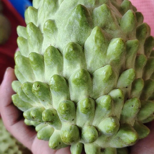 释迦果