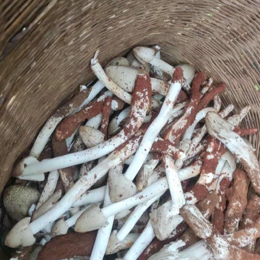 冕宁县大凉山新鲜鸡枞菌
