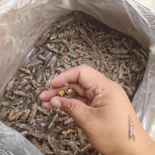 乐陵市蝗虫