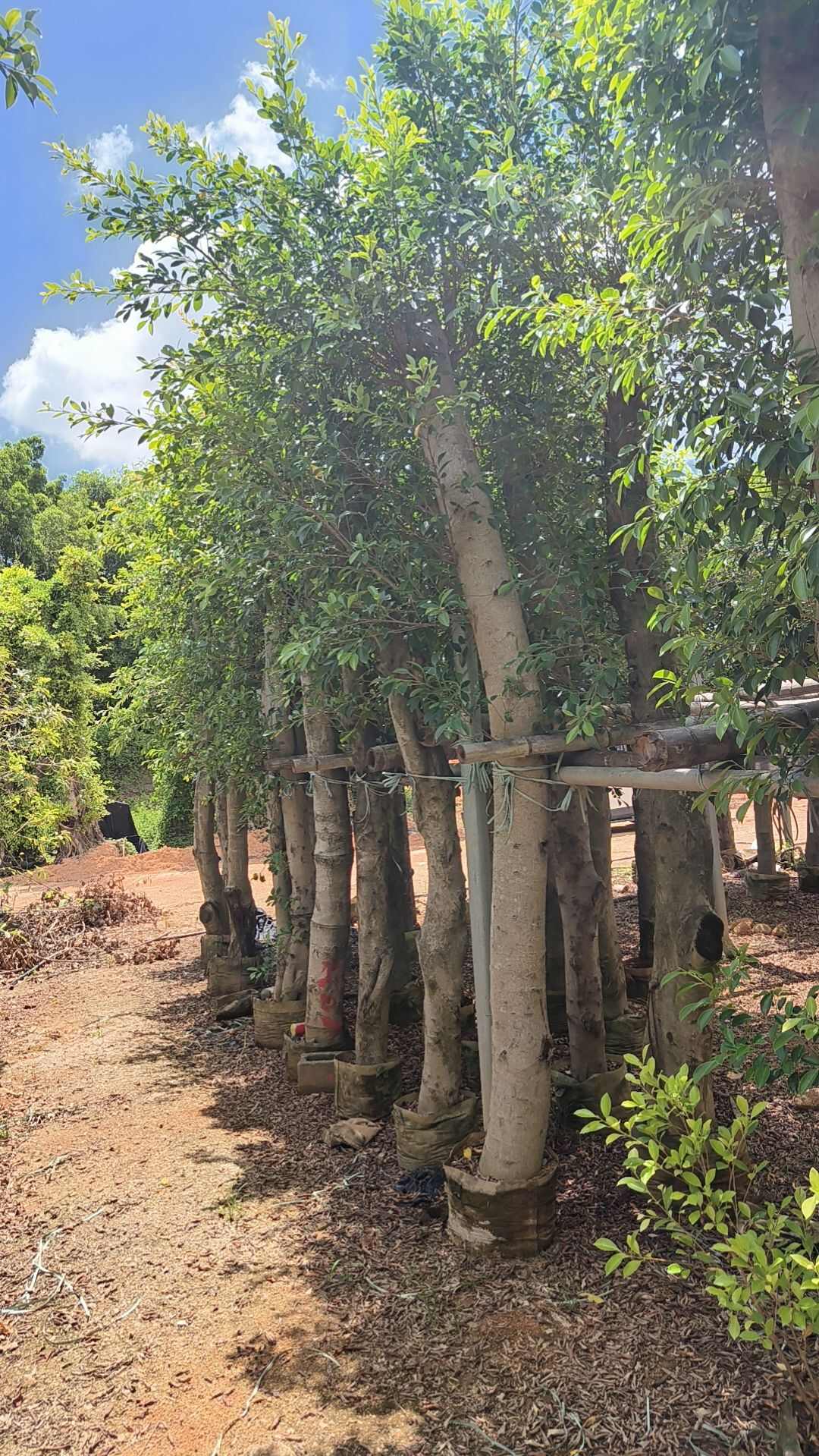 小叶榕榕树