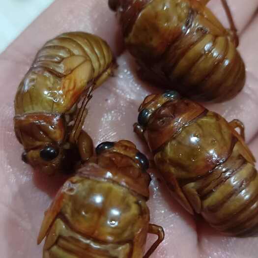 灵宝市大自然的馈赠三十五年杜仲树林自然生长的纯杜仲蝉