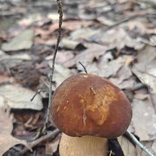 简阳市牛肝菌