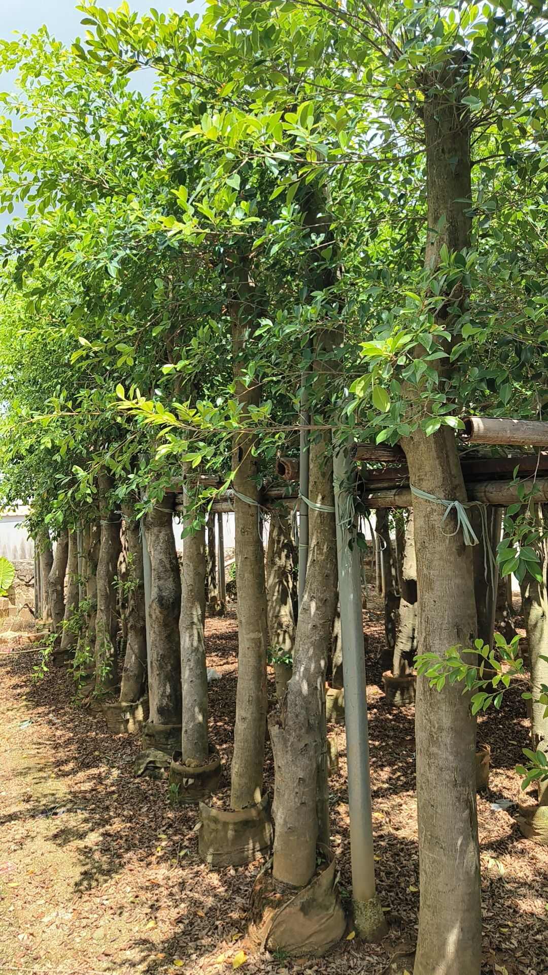 小叶榕榕树