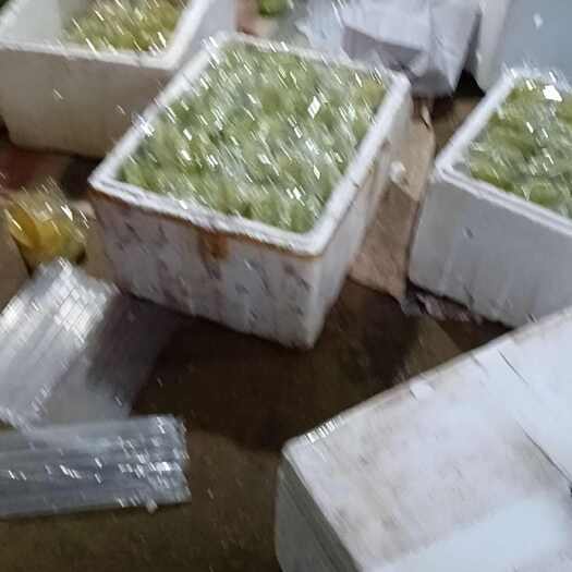化州市香蜜杨桃