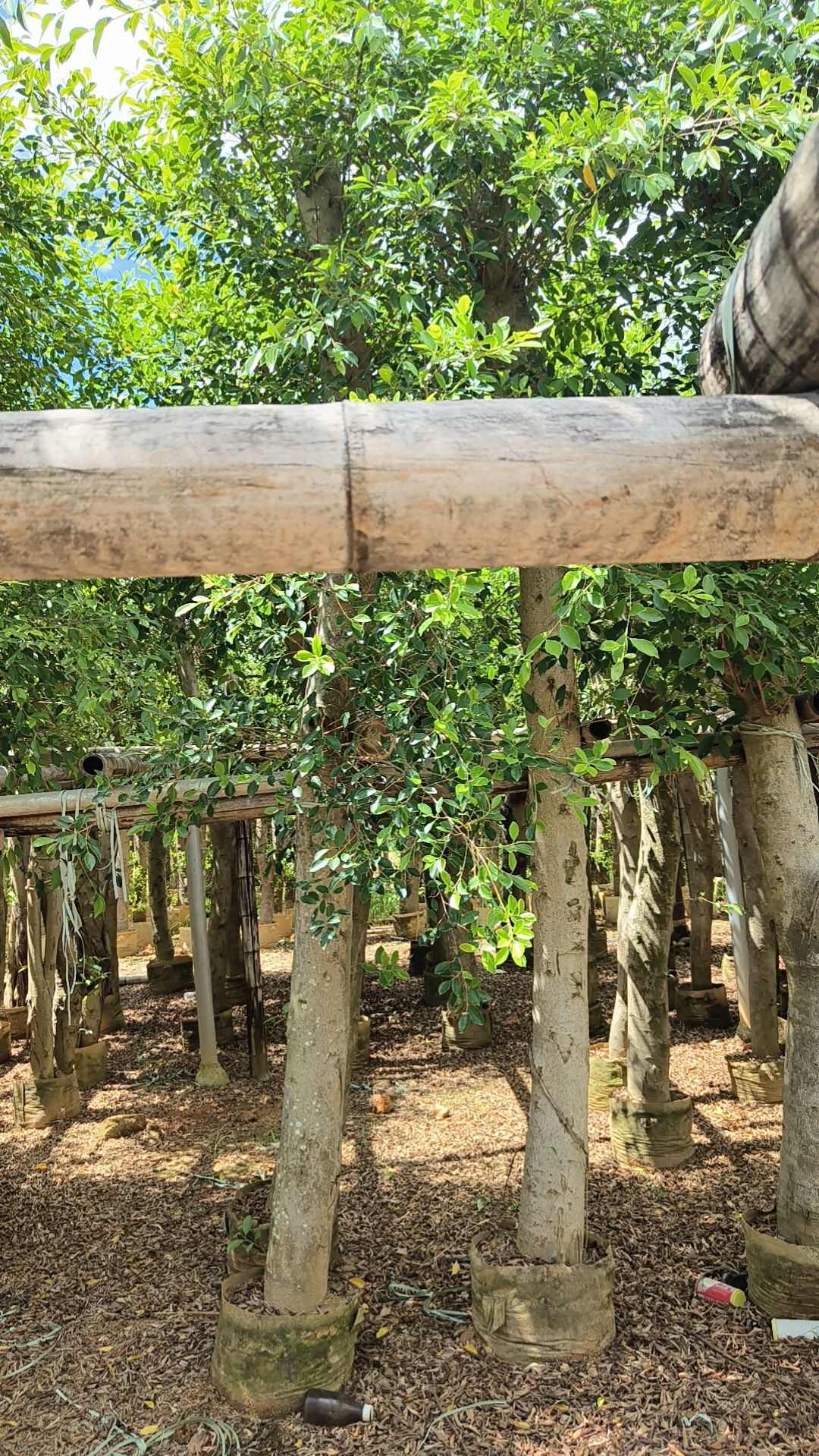 小叶榕榕树