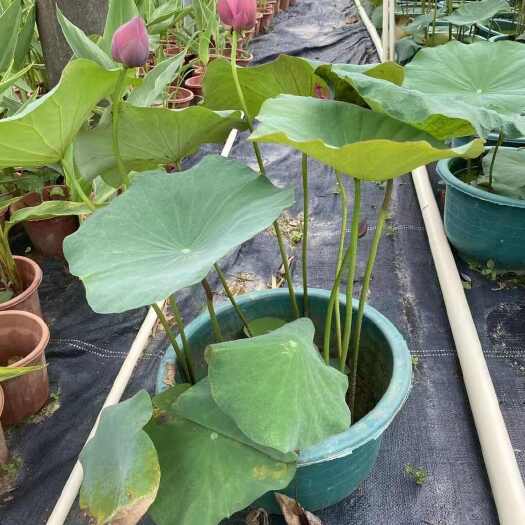 惠州荷花盆苗带花苞