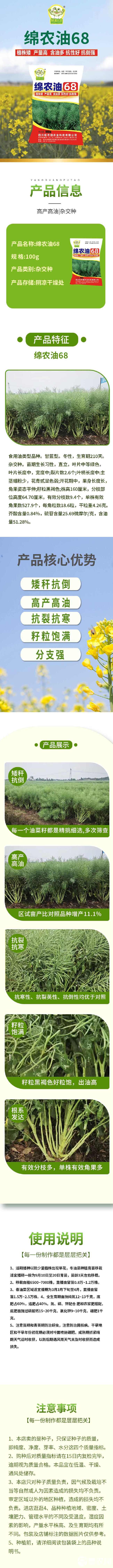 高出油黑油菜矮杆大窝产量型油菜种子批发国审品种绵油德油