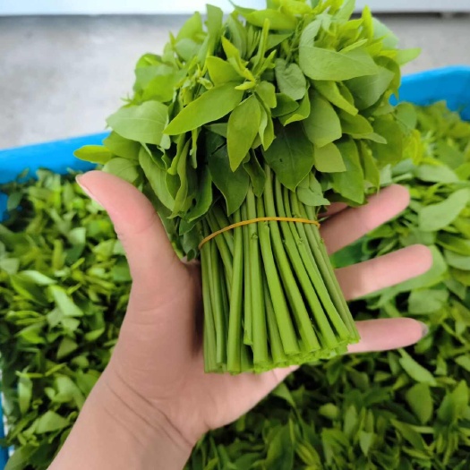 郁南县树仔菜
