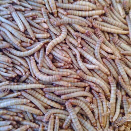 海口海南发货优质黄粉虫面包虫幼虫活体高蛋白宠物饲料优惠