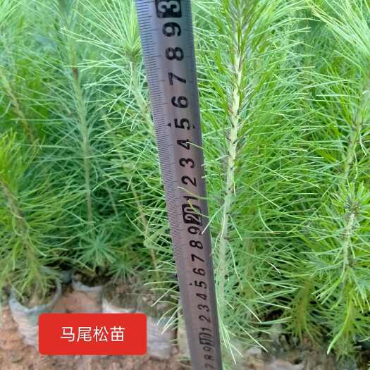 兴义市马尾松苗，适应性强生长快，周期短一手货源全国发货。