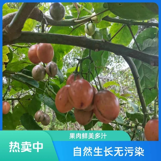 昆明云南大树番茄，好吃不贵