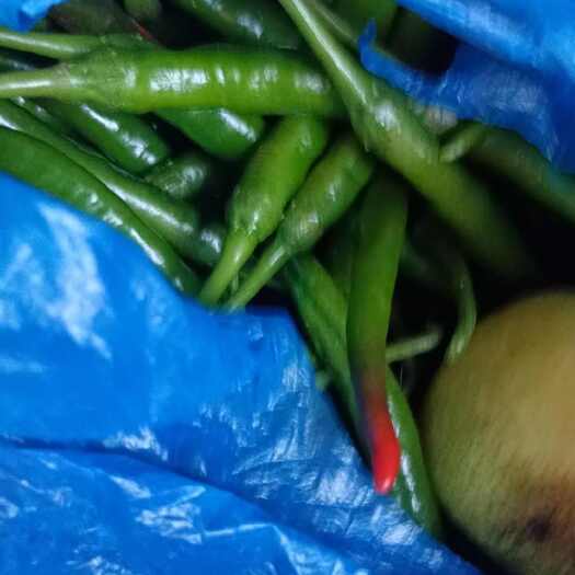 仪陇县二荆条
