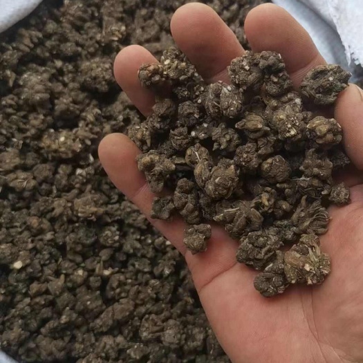 猫爪草大量上市，欢迎老板选购