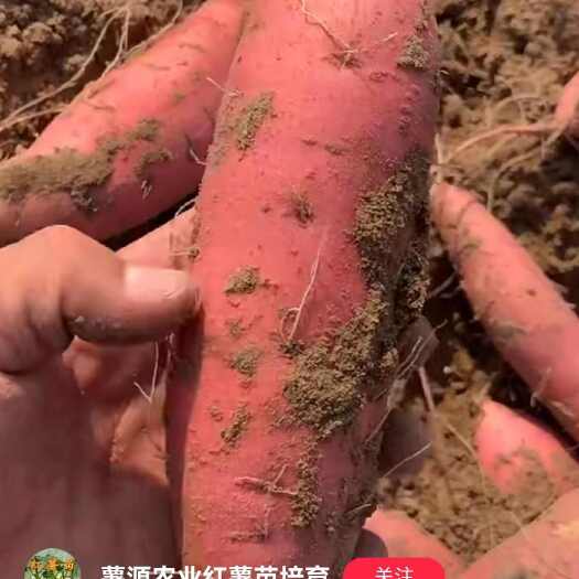莒南县烟薯25烤薯块红薯沙地蜜薯