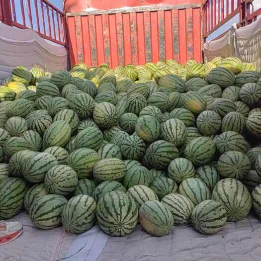定边县陕北定边西瓜成熟了