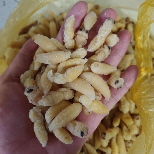 永州土蜂蛹1-2级～3级～4级都是几天的新鲜货，现取带饼混合统货