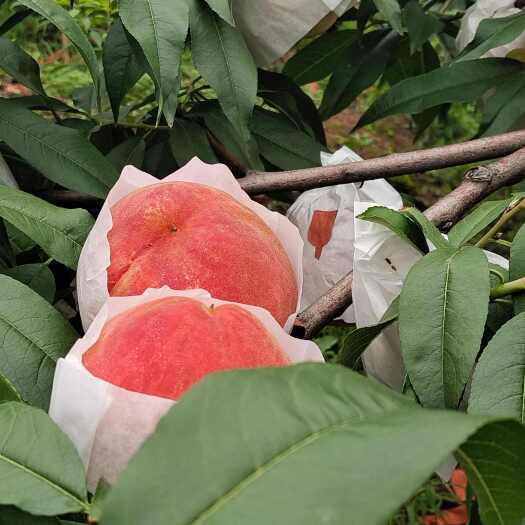 简阳市水蜜桃