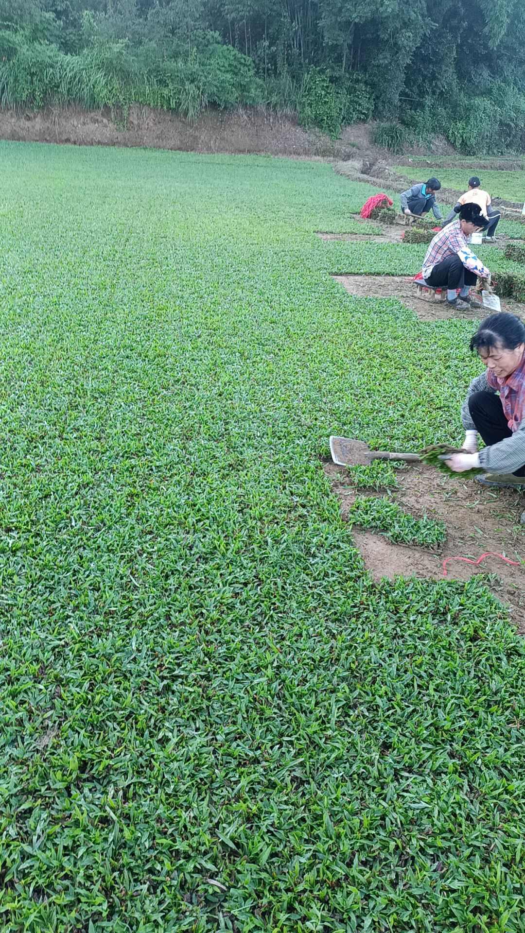 大叶油草