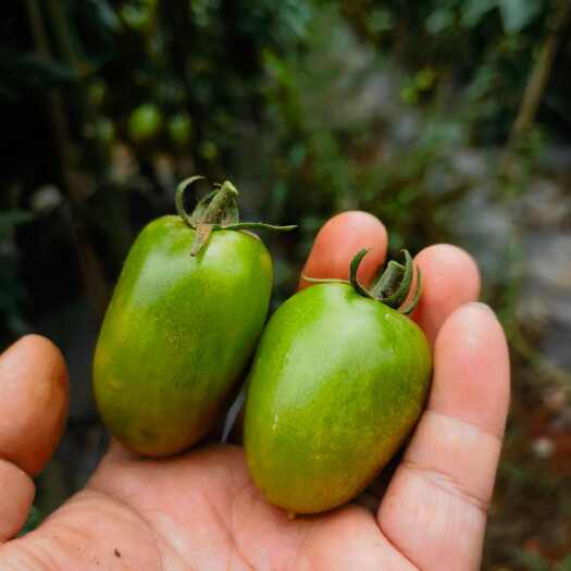 曲靖高种植口感型小番茄，糖度10个左右