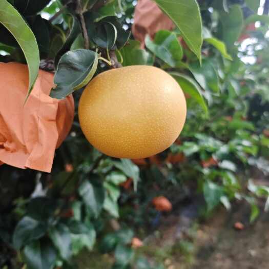 莱西市圆黄梨