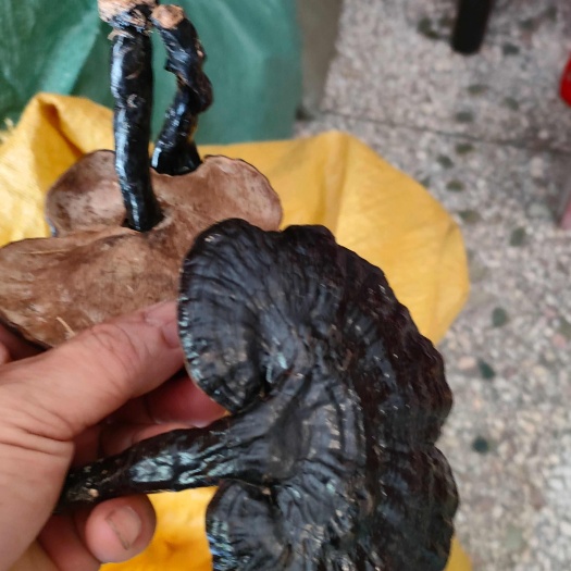 融水县深山老林灵芝黑灵芝