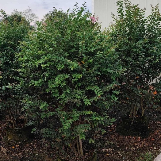 揭阳单杆丛生细叶紫薇