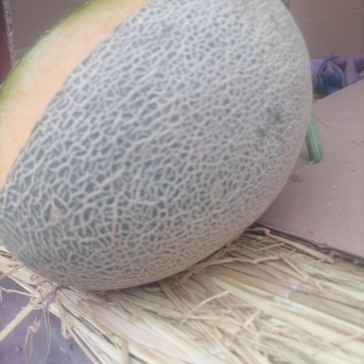 杭锦后旗西周蜜