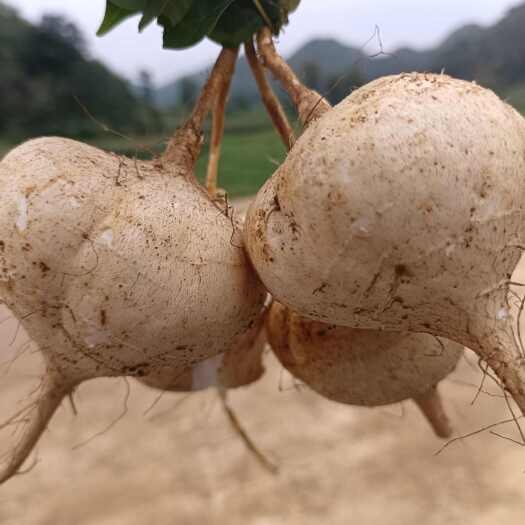 镇宁县贵州：镇宁优质凉薯
