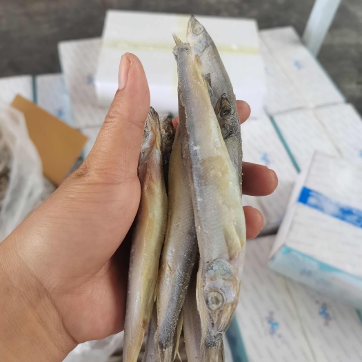 荣成市多春鱼（母）