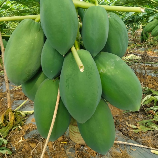 象州县番木瓜