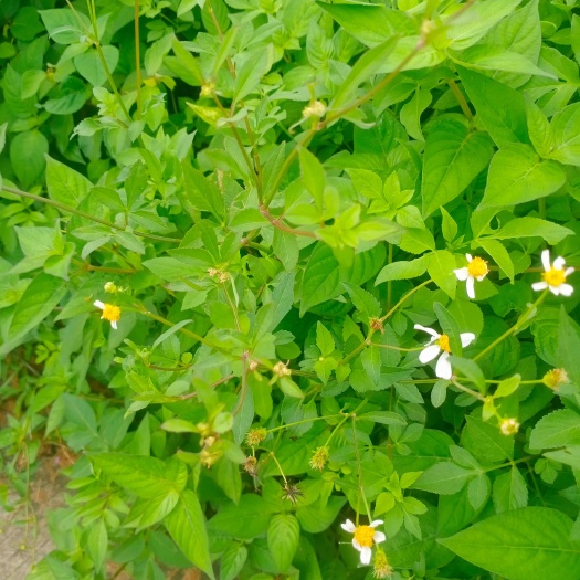 遂溪县鬼针草