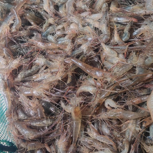 贵阳白虾