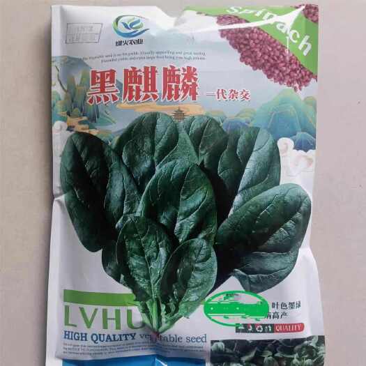 漯河黑麒麟菠菜种子 2斤原装 叶大肥厚 叶色翠绿 抗病 基地种植